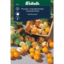 Ananaskirsebær 'Physalis grisea'